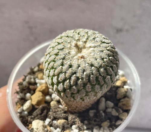 Mammillaria pectinifera - mammillaria,