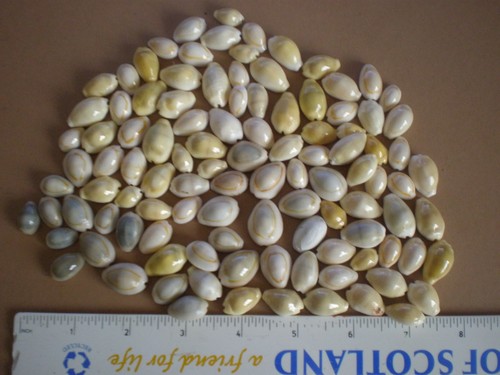 100 cowrie shells - +,