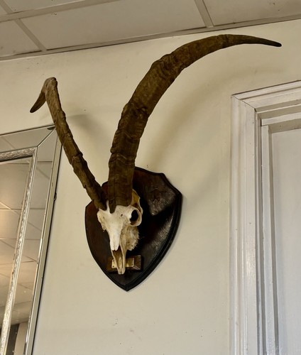 Very large wild goat - very,