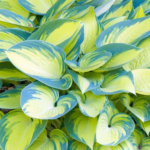 Hosta june plantain lily - hosta, 'june'