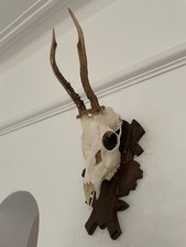 Antlers on top half of skull 425 Real Taxidermy mounted interior design horns