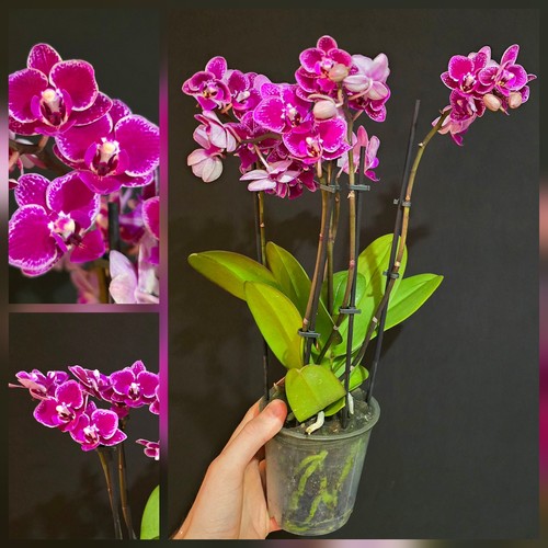 Phalaenopsis pink 5 flower - phalaenopsis,