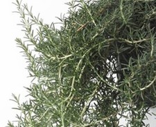 Rosemary  Blue lagoon plant Very Aromatic Herb Plant 9cm Pots - multi discount