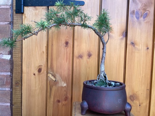Japanese larch cascade bonsai - japanese,