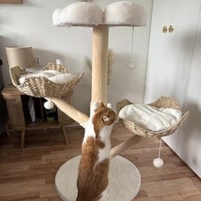 Extra Large Cat Trees Tall