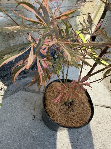 Acer palmatum lileeane s - acer,