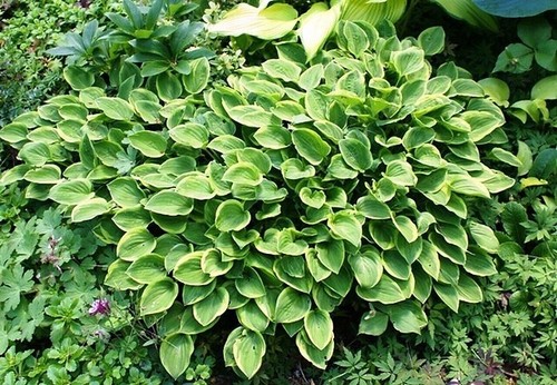 Hosta golden tiara plantain - hosta, tiara'