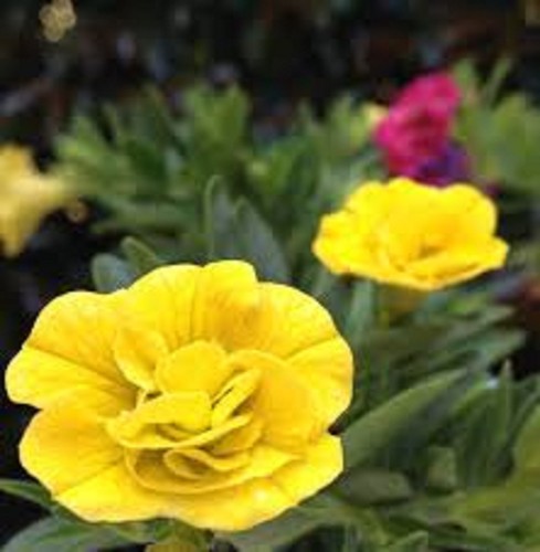 Petunias tumbelina - ,