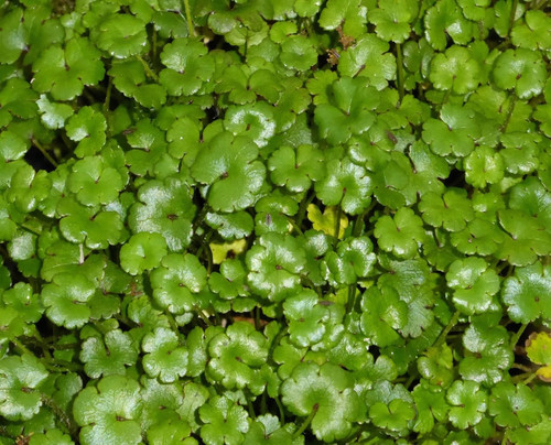 Hydrocotyle dwarf oxygenating - hydrocotyle,