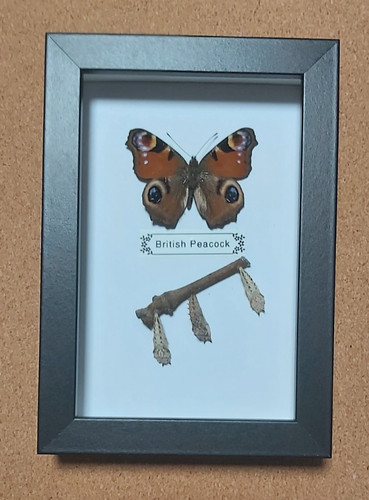 Taxidermy real framed british - framed,