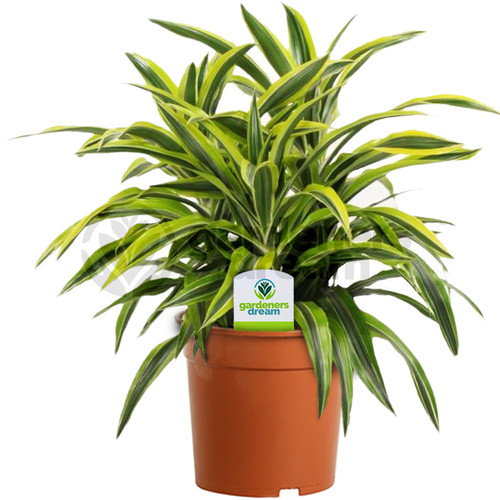Dracaena surprise plant - -,