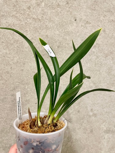 Cymbidium ensifolium mo - cymbidium, da
