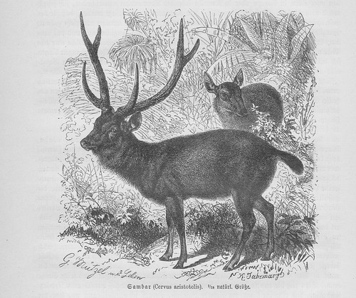 Sambar horse deer rusa - sambar,