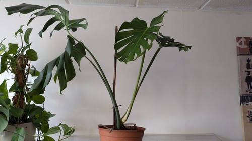 Large monstera deliciosa swiss - large,