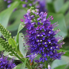 Mixed Large, Evergreen Shrubs - Euonymus, Choysia & Hebe, Garden Ready