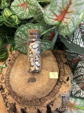 🦈 Bottle of Fossil Shark