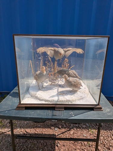 Cased taxidermy - cased,