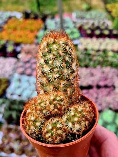 Mammillaria elongata rubra - rubra, |