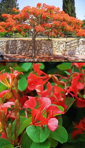 Red orchid tree - orchid, bauhinia