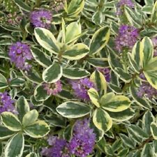 HEBE VARIEGATA SHRUB PLANT PURPLE FLOWERS EVERGREEN HARDY GARDEN PLANT 9CM POT