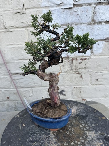 Juniper bonsai about - about,