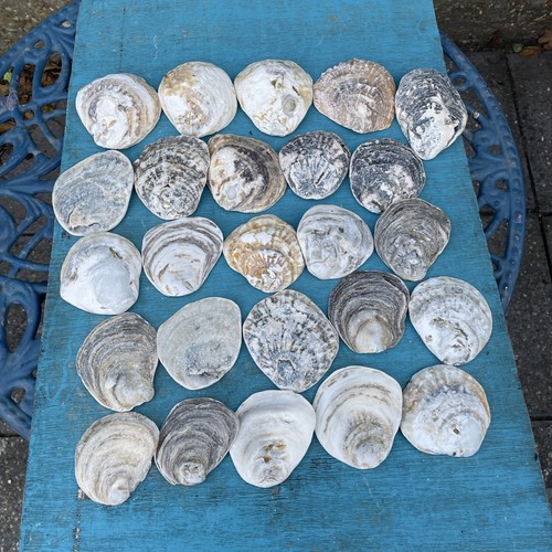 Sea worn oyster shells - sea,