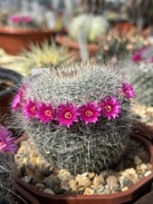 Mammillaria hahniana - The Old Lady Cactus