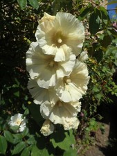 Hollyhock Alcea Seeds x 30