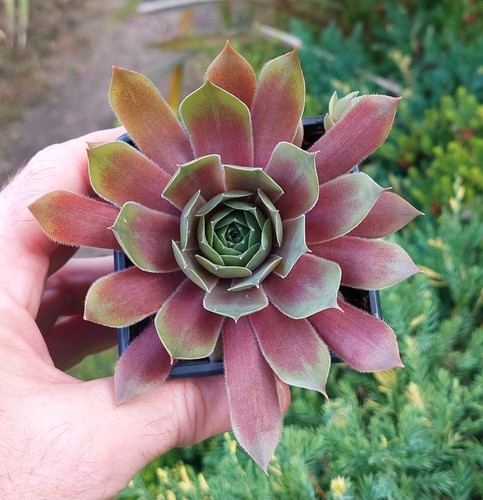 Sempervivum othello 2 - othello, x
