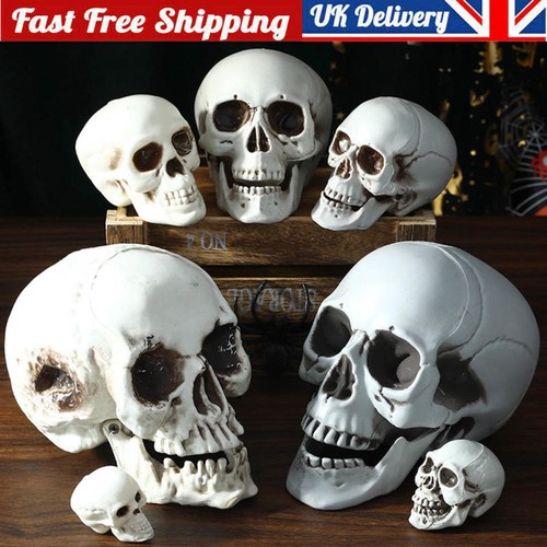 Human skull head - skull,