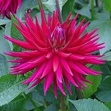 Dahlia Hillcrest Royal Tuber