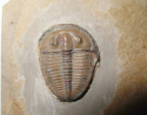 Cambrian elrathia kingi - elrathia,