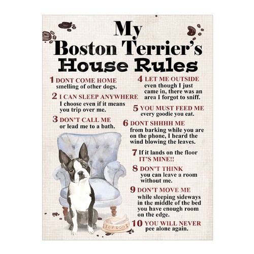 Boston terrier s - boston, terrier's