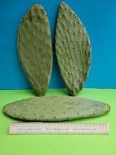  2 x OPUNTIA CACTUS 2 x XL