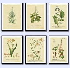 VINTAGE STYLE BOTANICAL IMAGES