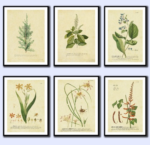 Vintage style botanical images - botanical,
