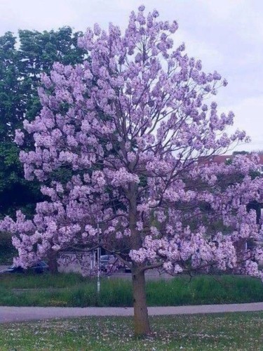 Paulownia shan tong - shan,