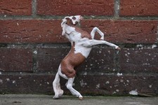 Custom breyer classic dapple