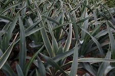 Suttons Hardy Perennial Yucca