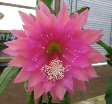 EPIPHYLLUM  Epicactus-Hybriden Kiwi Nicky Lynette-  rooted cutting (18 CM )