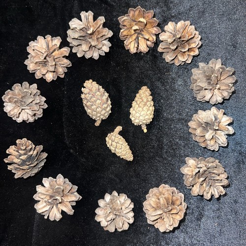 Natural pine cones - 15,