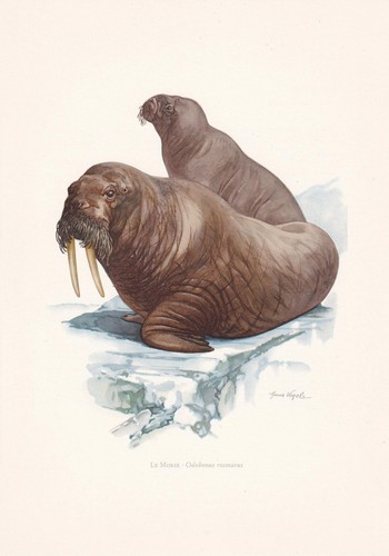 1960 walrus print vintage - print,