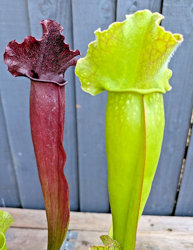 Sarracenia mitchelliana - sarracenia,