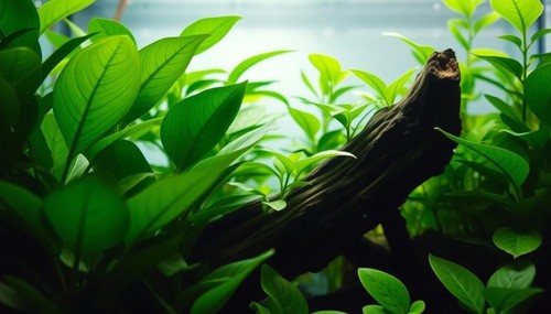 Anubias barteri live aquarium - live,