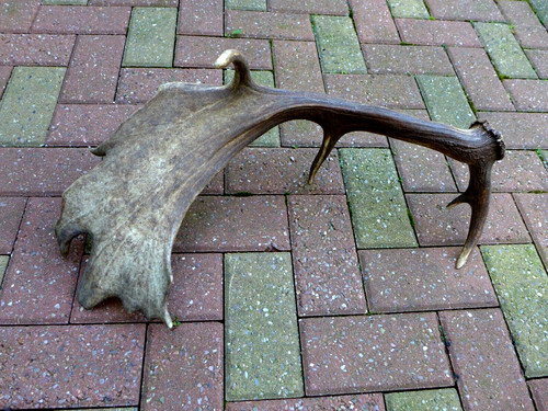 Fallow deer antler stick - fallow,