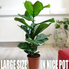 70-80cm Large Fiddle Leaf Fig