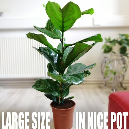 80cm large fiddle - fiddle, leaf