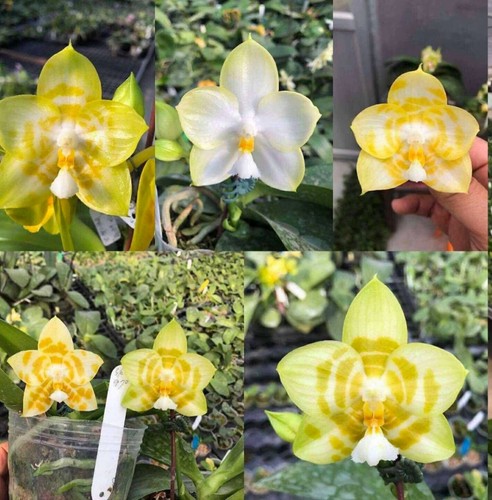 Phalaenopsis yaphon song - phalaenopsis,
