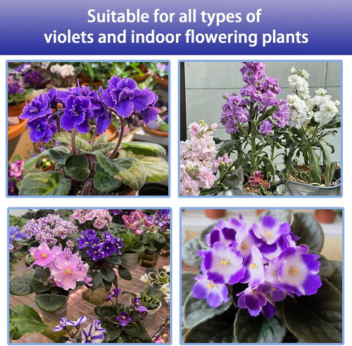 African violet potting - african,