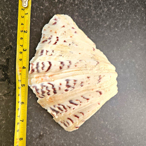 Large natural clam shell - natural, 8cm